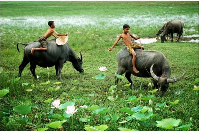 Đọc hiểu Mảnh hồn làng