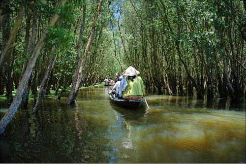 Đọc hiểu Đi trong hương tràm