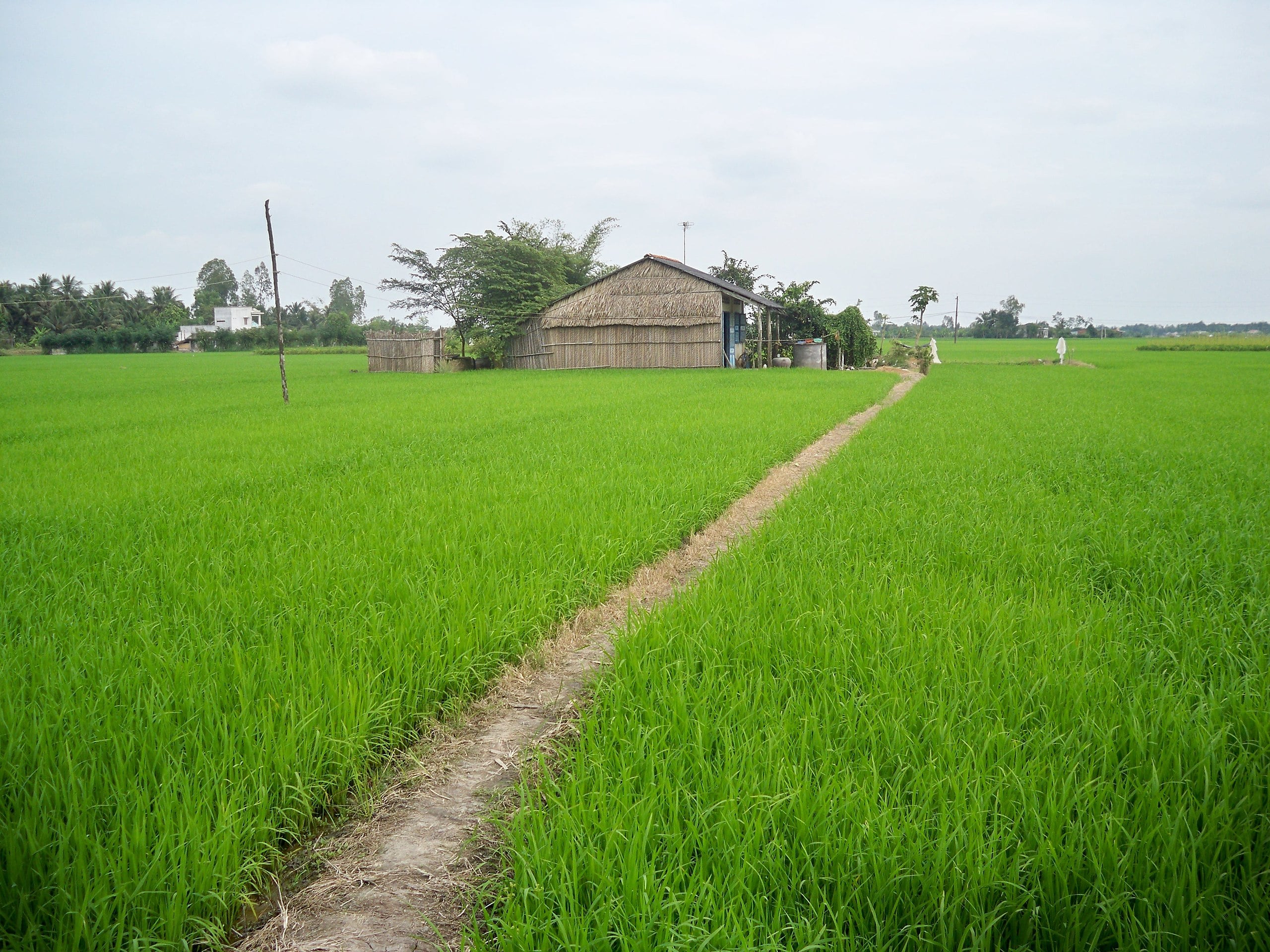 Đọc hiểu Cánh đồng Ngân Hoa