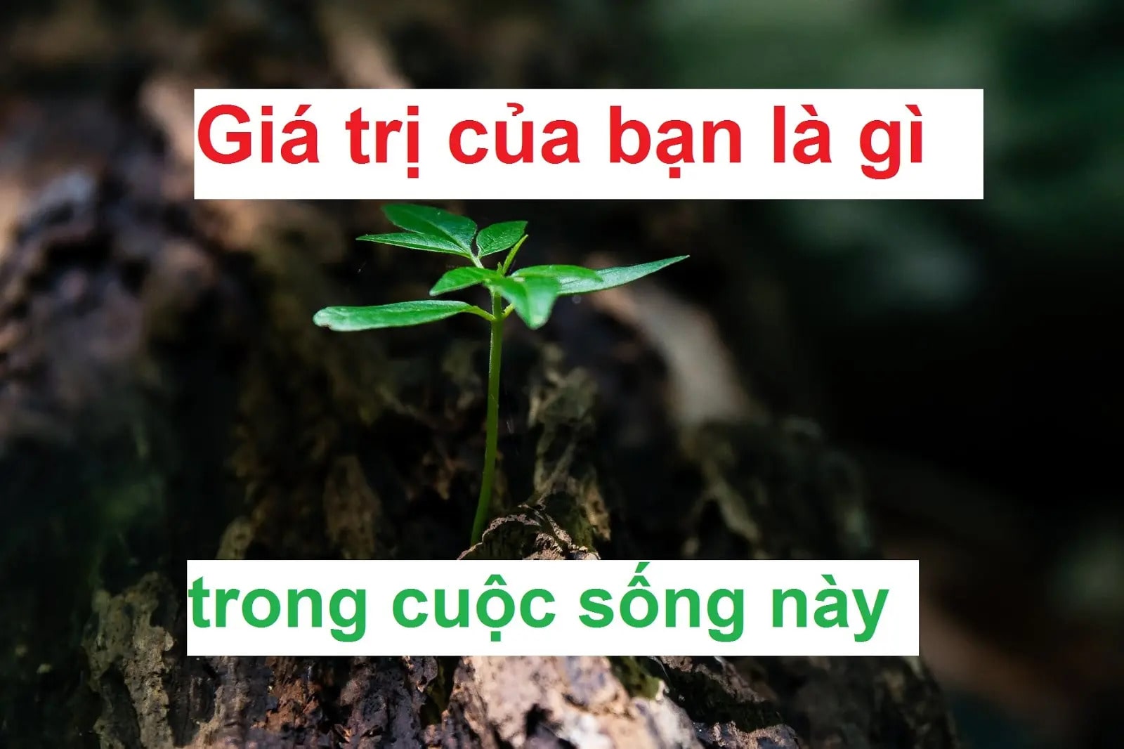 Đọc hiểu Sống sao cho giá trị