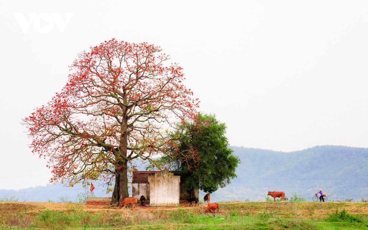 Đọc hiểu Dòng thương xanh