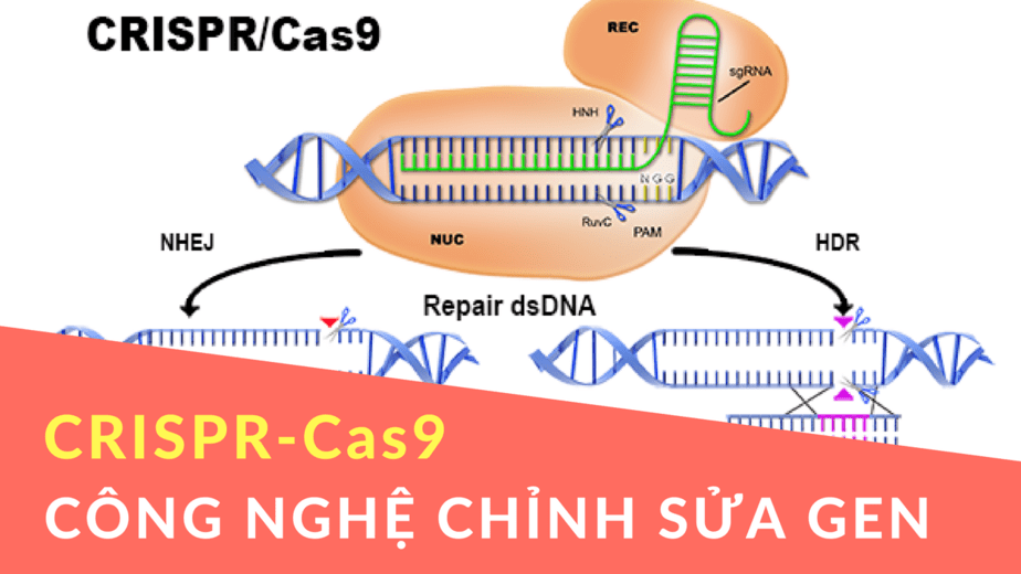 chỉnh sửa gene vật nuôi ; đọc hiểu chỉnh sửa gene vật nuôi  ; trắc nghiệm chỉnh sửa gene vật nuôi ; chỉnh sửa gene vật nuôi đọc hiểu ; chỉnh sửa gene vật nuôi trắc nghiệm ;