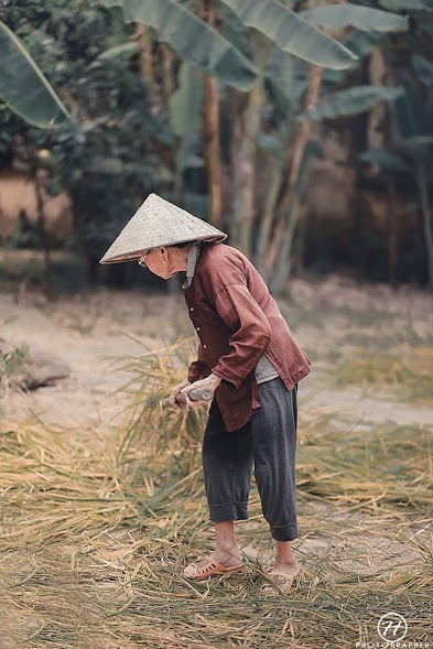 một đời áo nâu ; trắc nghiệm một đời áo nâu ; một đời áo nâu đọc hiểu