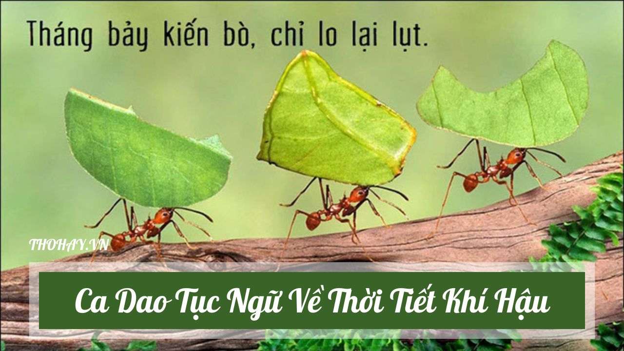 Tục ngữ việt nam ; đọc hiểu tục ngữ việt nam ; trắc nghiệm tục ngữ việt nam ; trắc nghiệm tục ngữ ;