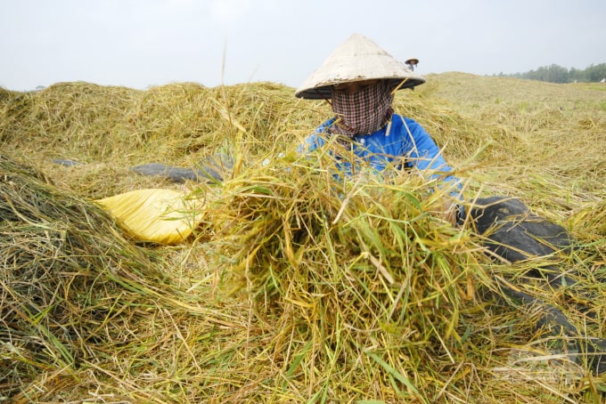 mùi rơm rạ quê mình ; Mùi rơm rạ quê mình ngọc Bích ; đọc hiểu mùi rơm rạ quê mình