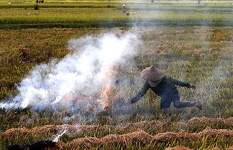 mùi rơm rạ quê mình ; Mùi rơm rạ quê mình ngọc Bích ; đọc hiểu mùi rơm rạ quê mình