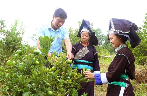 cây hai ngàn lá ; cây hai ngàn lá Pờ Sảo Mìn ;  đọc hiểu cây hai ngàn lá ; trắc nghiệm cây hai ngàn lá