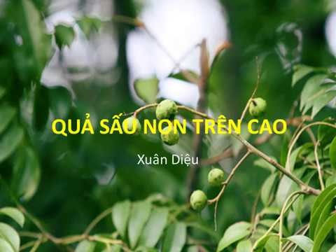 quả sấu non trên cao ; quả sấu non trên cao xuân diệu ; đọc hiểu quả sấu non trên cao ; trắc nghiệm quả sấu non trên cao