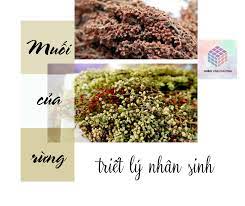 phân tích đánh giá muối của rừng ; phân tích đánh giá tác phẩm muối của rừng ;  phân tích đánh giá truyện ngắn muối của rừng