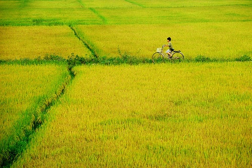 mùa xuân trên cánh đồng ; đọc hiểu mùa xuân trên cánh đồng