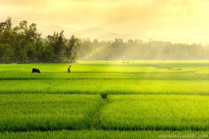 mùa xuân trên cánh đồng ; đọc hiểu mùa xuân trên cánh đồng